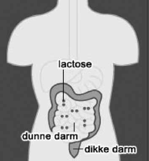 Chematische weergave van de darmen bij een normale vertering van lactose